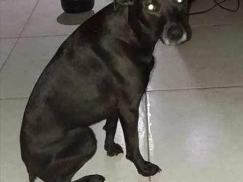 Gato ra a Vira-lata idade 3 anos nome Sarinha
