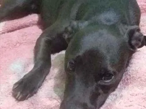 Gato ra a Vira-lata idade 3 anos nome Sarinha