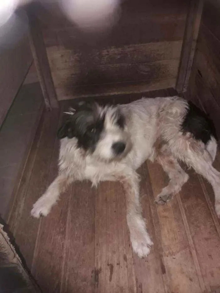 Cachorro ra a Vira-lata idade 6 ou mais anos nome Zeus