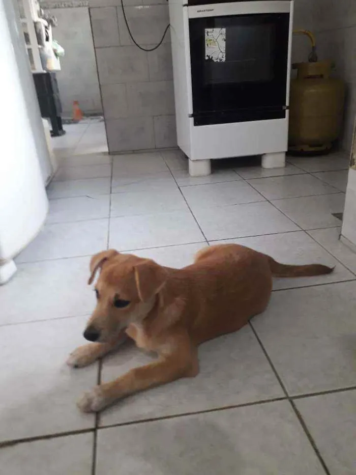 Cachorro ra a Srd idade 2 a 6 meses nome Joana