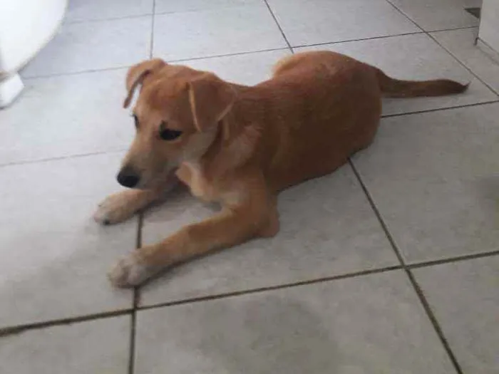 Cachorro ra a Srd idade 2 a 6 meses nome Joana