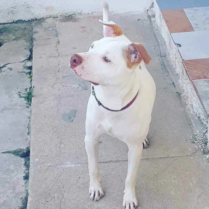Cachorro ra a Srd idade 1 ano nome Zeus