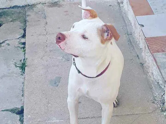 Cachorro ra a Srd idade 1 ano nome Zeus
