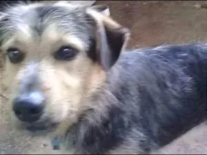 Cachorro raça  idade 1 ano nome Joaquim