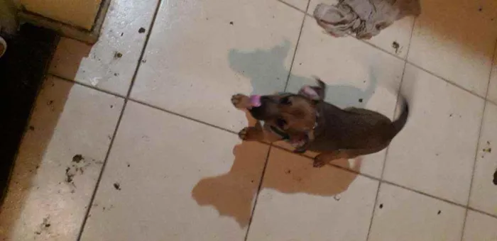 Cachorro ra a Não sei idade 2 a 6 meses nome Duke