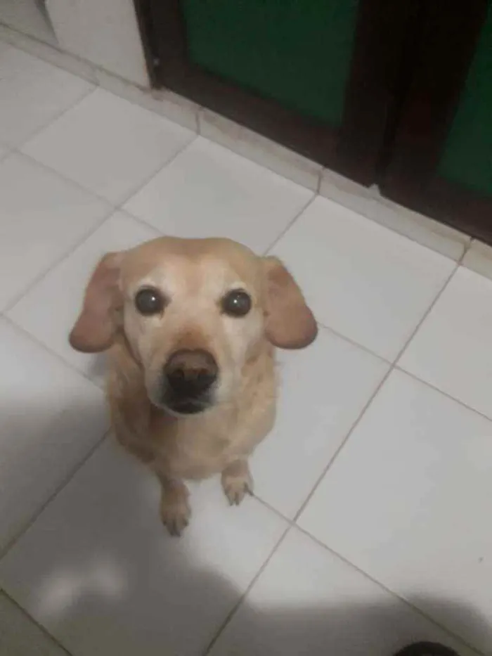 Cachorro ra a Vira-lata idade 4 anos nome Mel