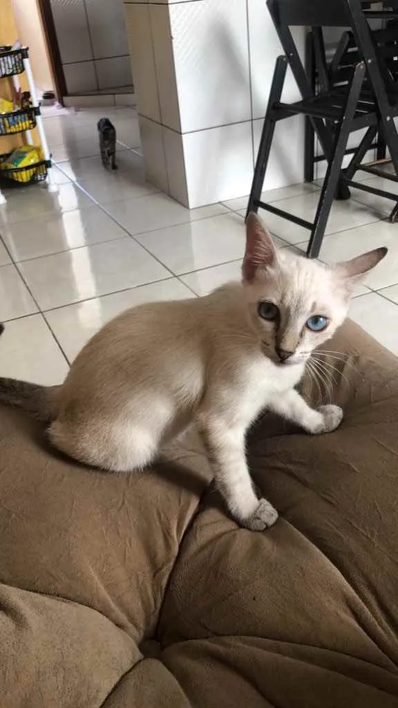 Gato ra a Siamês  idade 2 a 6 meses nome Penny