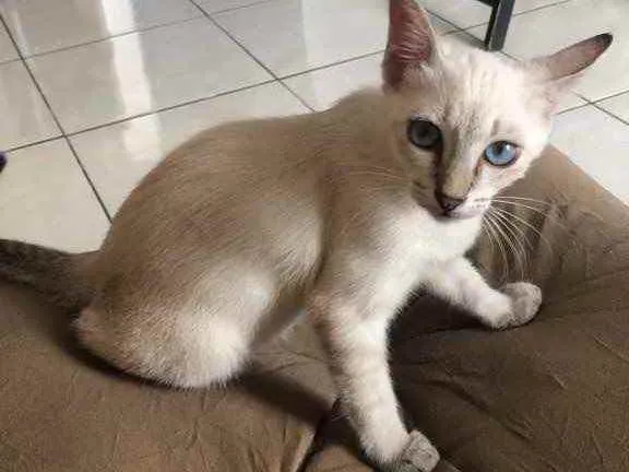 Gato ra a Siamês  idade 2 a 6 meses nome Penny