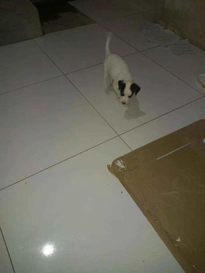 Cachorro raça Vira-Lata  idade 2 a 6 meses nome Não tem nome
