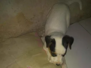 Cachorro raça Vira-Lata  idade 2 a 6 meses nome Não tem nome