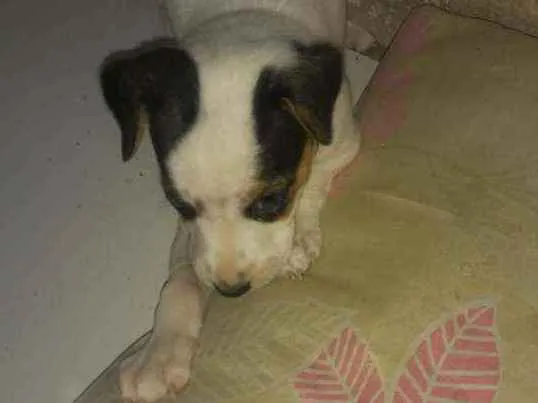 Cachorro raça Vira-Lata  idade 2 a 6 meses nome Não tem nome