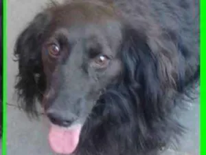 Cachorro raça  idade 2 anos nome Charles