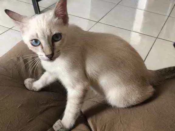 Gato ra a Siamês  idade 2 a 6 meses nome Penny