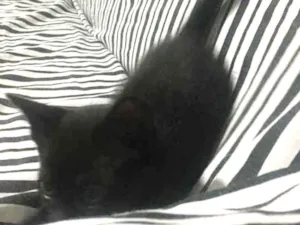 Gato raça Sem raça  idade Abaixo de 2 meses nome Não tem