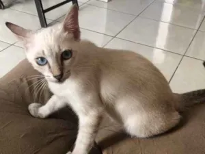 Gato raça Siamês  idade 2 a 6 meses nome Penny