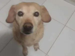 Cachorro raça Vira-lata idade 4 anos nome Mel