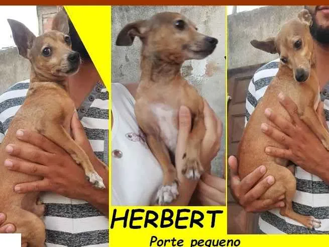 Cachorro ra a  idade 4 anos nome HERBERT PEQUENINO