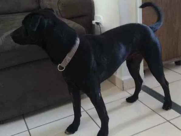 Cachorro ra a Não definida idade 2 anos nome Floquinho