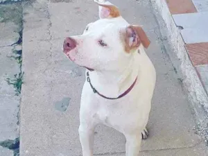 Cachorro raça Srd idade 1 ano nome Zeus