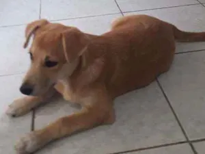 Cachorro raça Srd idade 2 a 6 meses nome Joana