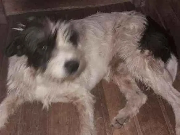Cachorro ra a Vira-lata idade 6 ou mais anos nome Zeus