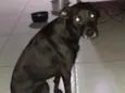 Sarinha