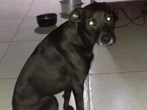Gato raça Vira-lata idade 3 anos nome Sarinha