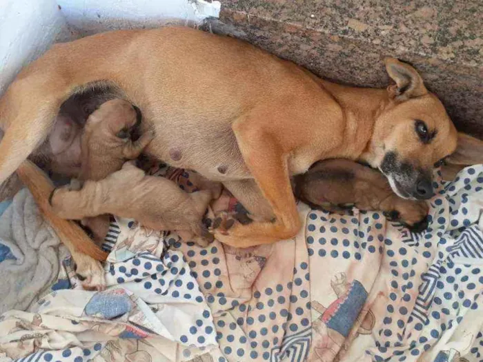 Cachorro ra a Sem raça definida  idade Abaixo de 2 meses nome Sem nome