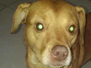 Cachorro raça Vira-lata idade 3 anos nome Caramelo