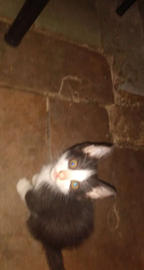 Gato ra a de rua idade 2 a 6 meses nome Orpheus