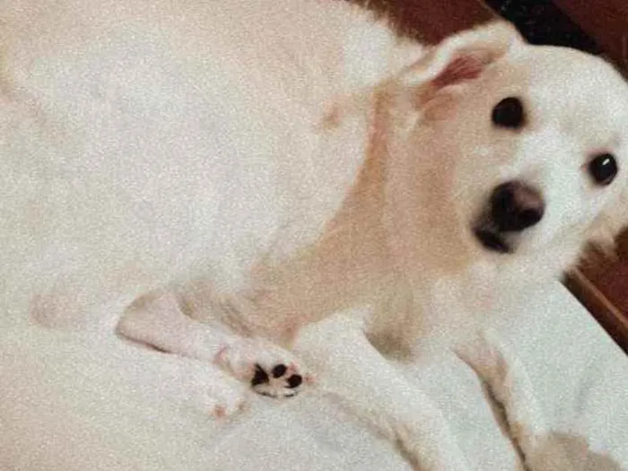 Cachorro ra a Raça não definidq idade 6 ou mais anos nome Belinha