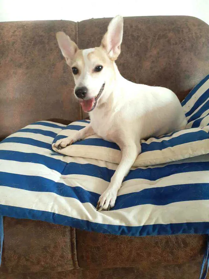 Cachorro ra a  idade 3 anos nome Estrela (Ad especial
