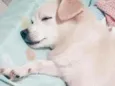 Belinha