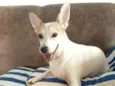 Estrela (Ad especial