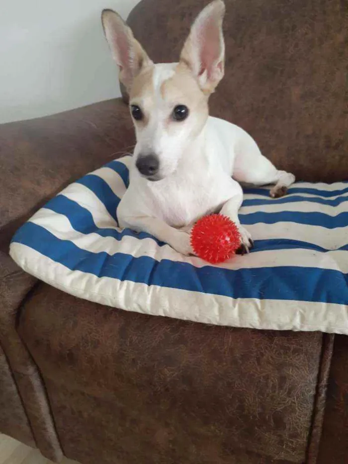 Cachorro ra a  idade 3 anos nome Estrela (Ad especial