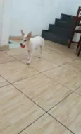 Estrela (Ad especial