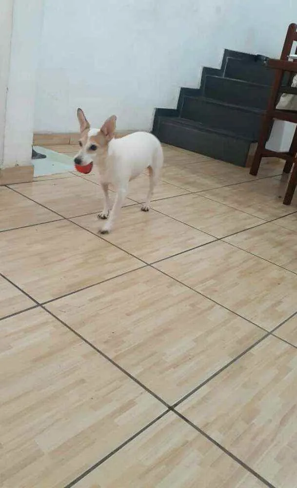 Cachorro ra a  idade 3 anos nome Estrela (Ad especial