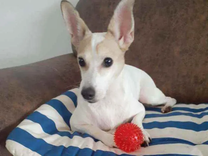 Cachorro ra a  idade 3 anos nome Estrela (Ad especial