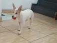 Estrela (Ad especial