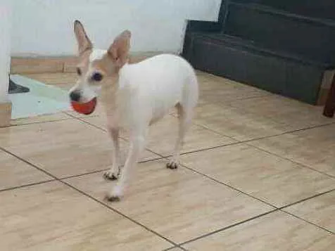 Cachorro ra a  idade 3 anos nome Estrela (Ad especial