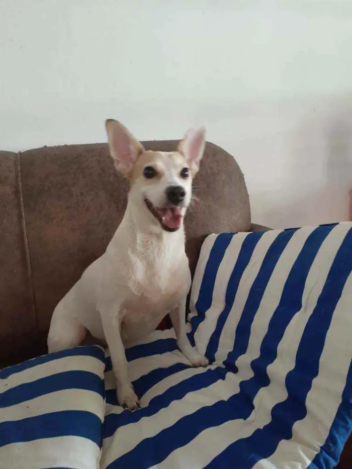 Cachorro ra a  idade 3 anos nome Estrela (Ad especial