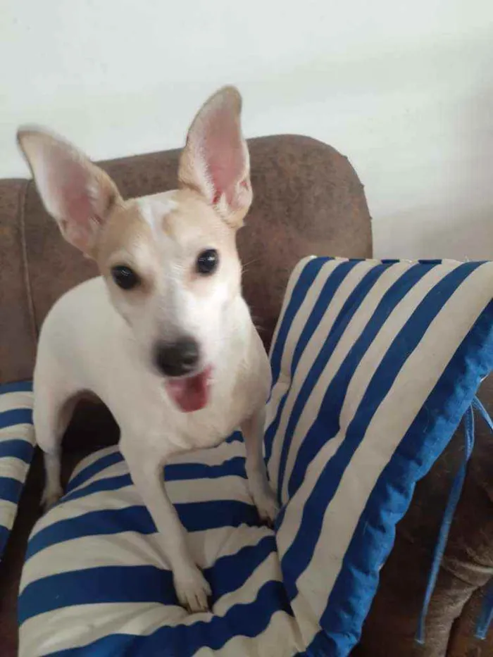Cachorro ra a  idade 3 anos nome Estrela (Ad especial