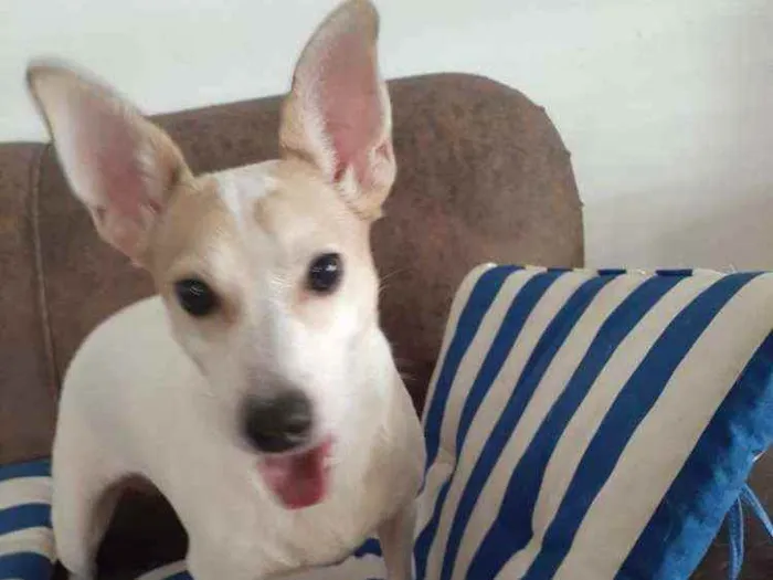 Cachorro ra a  idade 3 anos nome Estrela (Ad especial