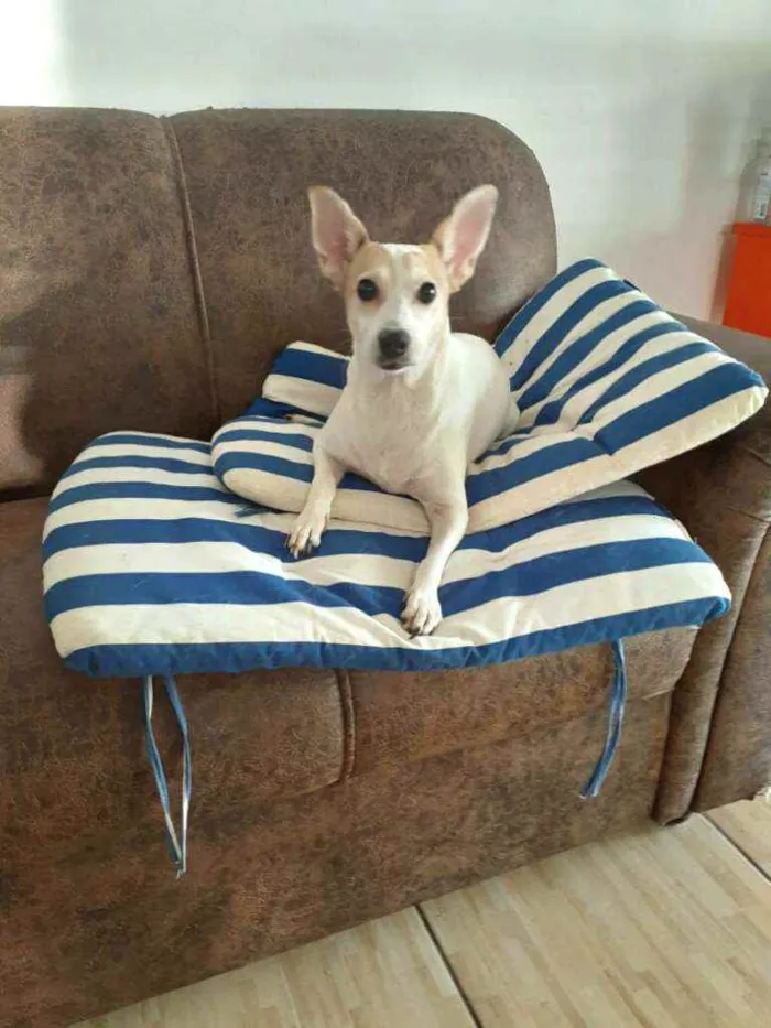 Cachorro ra a  idade 3 anos nome Estrela (Ad especial