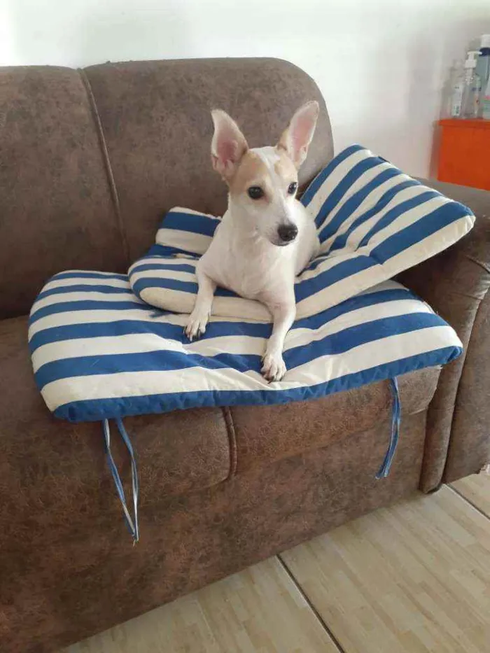 Cachorro ra a  idade 3 anos nome Estrela (Ad especial