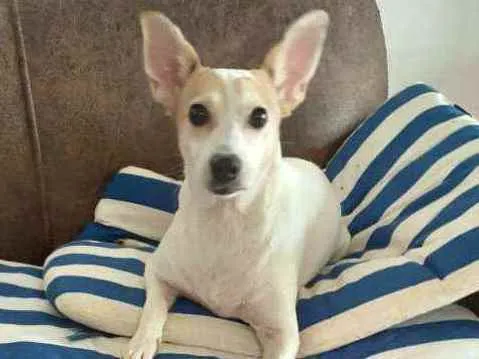 Cachorro ra a  idade 3 anos nome Estrela (Ad especial