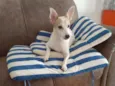 Estrela (Ad especial