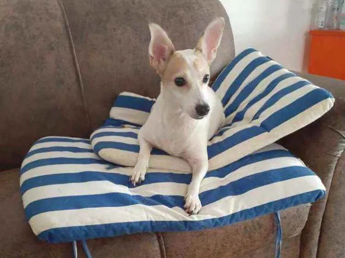 Cachorro ra a  idade 3 anos nome Estrela (Ad especial