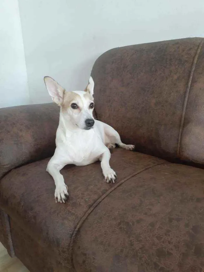 Cachorro ra a  idade 3 anos nome Estrela (Ad especial