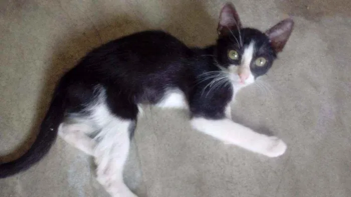 Gato ra a Siamês idade 2 a 6 meses nome Não tem nomes ainda